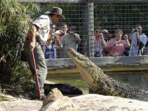 Голодный крокодил фото
